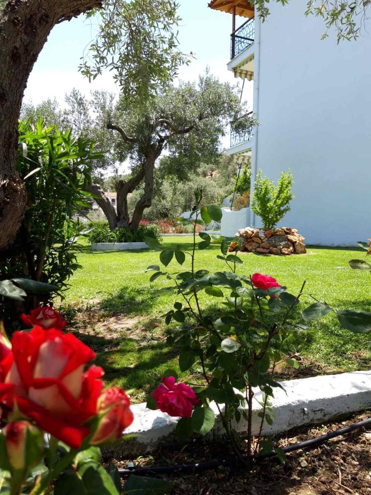 Olive Grove Studios Megali Ammos  Exterior foto